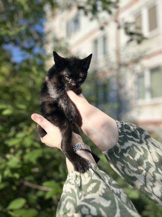 Котенрк девочка бесплатно