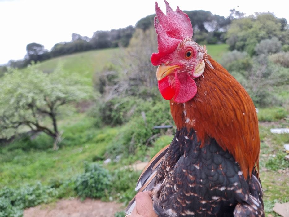 Galo Garnizé Adulto - Muito Bonito e Saudável