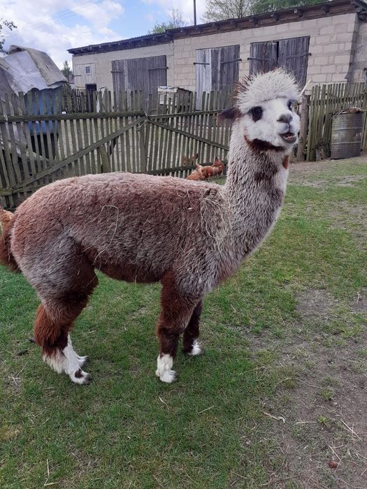 Sprzedam alpaki  samce i samice