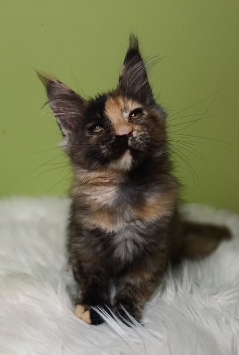 Maine Coon kotka  rodowód FPL