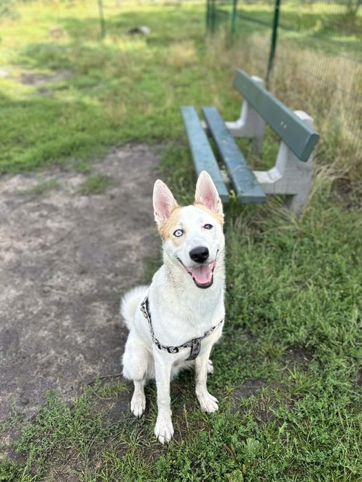 Pieski do adopcji za darmo