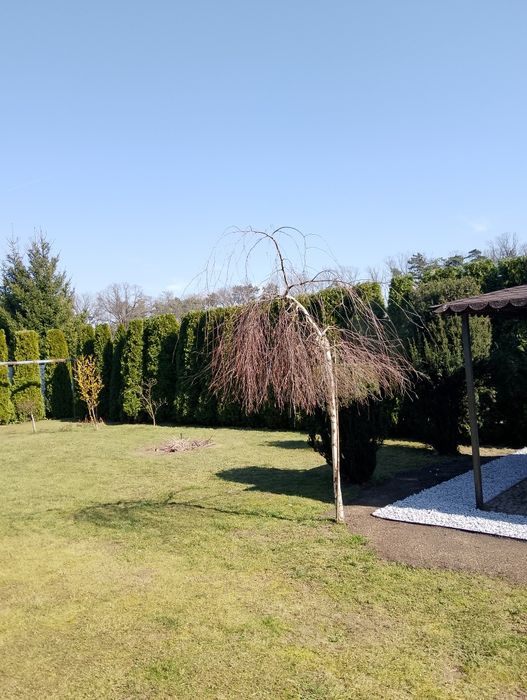 Usługi ogrodnicze