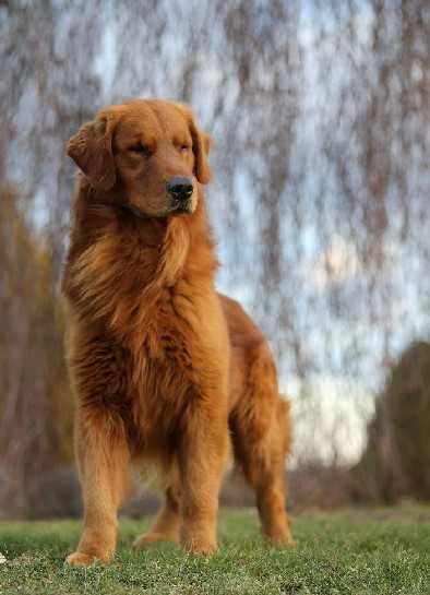 GOLDEN RETRIEVER-po champ., ciemnozłote, amerykańskie linie ZKwP/ FCI