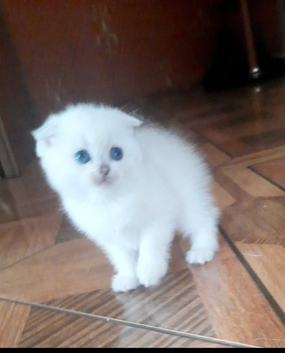 Синьоокий блондинчик