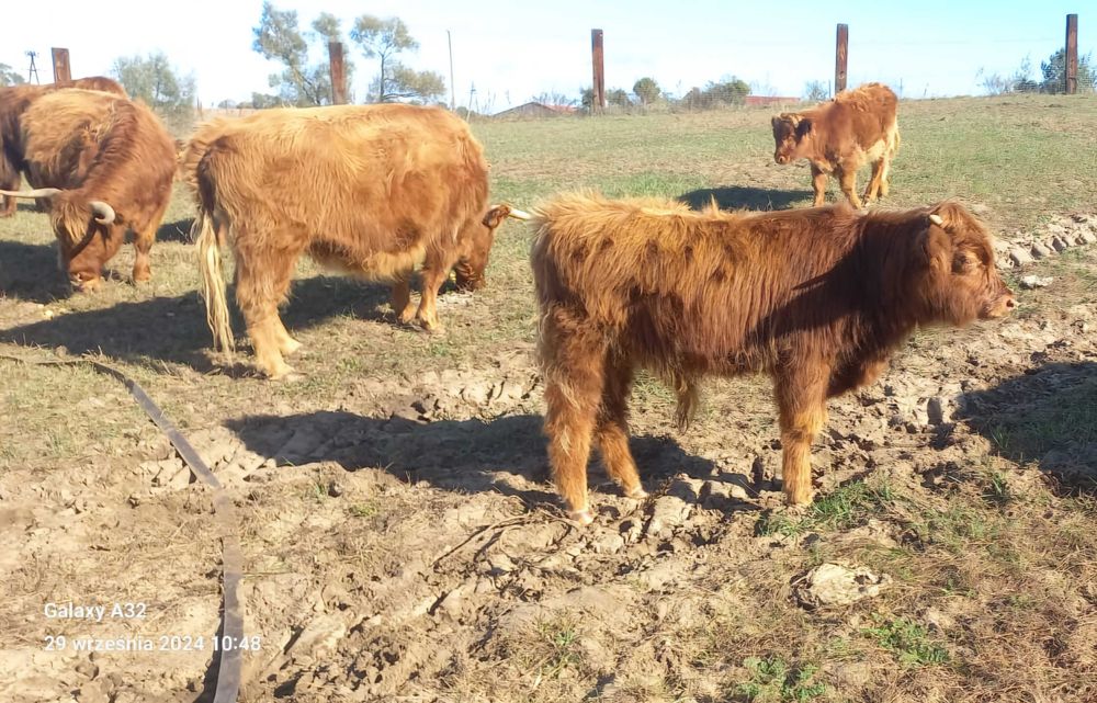 Szkockie Krowy Wysokogórskie (Highland Cattle)