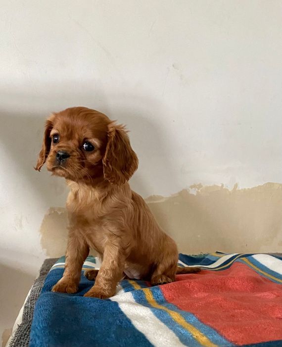 Cavalier King Charles spaniel piesek