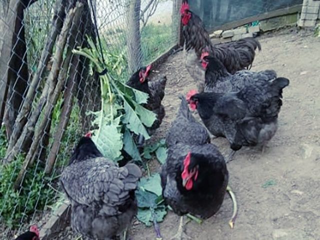 Яйце на інкубацію породистих курей.Джерсійський гігант Голубий,білий.