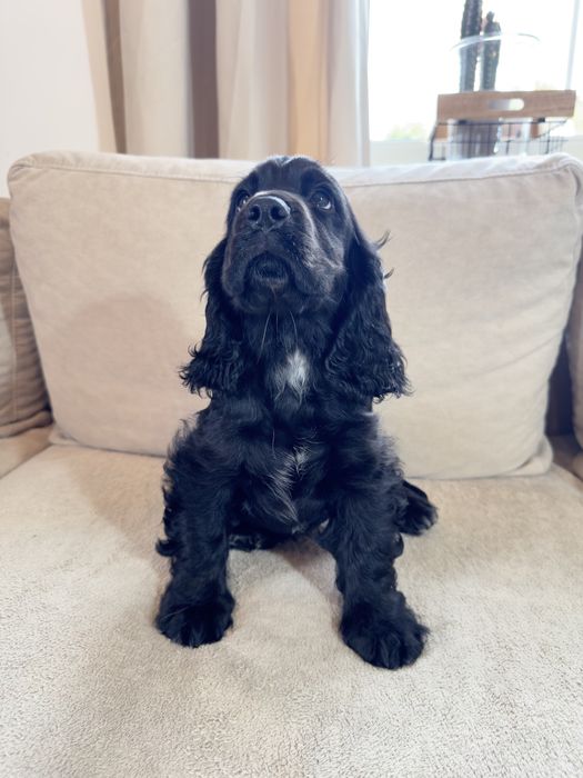 Rezerwacja - RUBY - suczka Cocker Spaniel Angielski