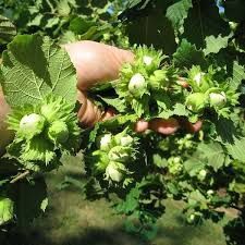 Саджанці фундука. Фундук Трапезунд. Сортові саджанці, відвовки