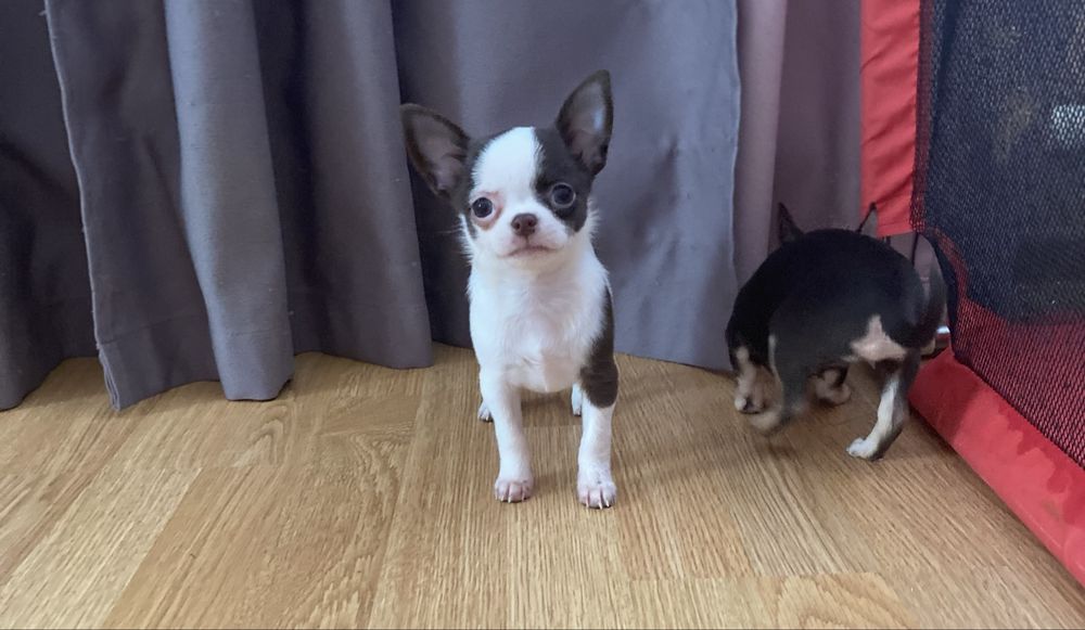 Дівчинка біло шоколадна