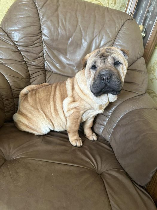 Чекають своїх господарів Шарпейчики