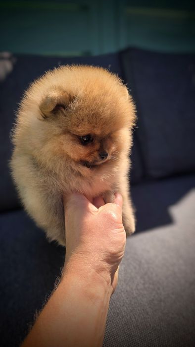 Pomeranian Pies FCI