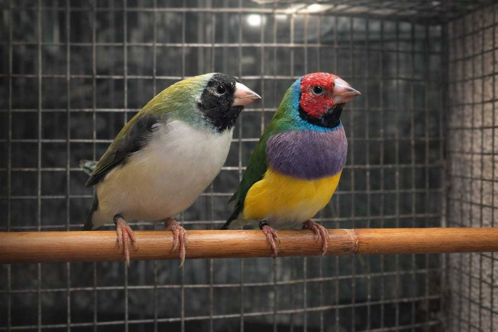 Casal Diamante Gould Classico