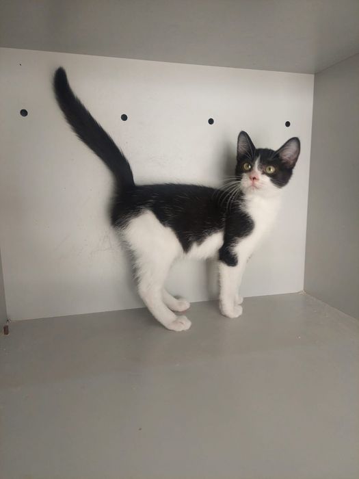 Gatinhos adoção responsável
