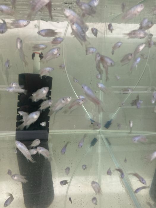 Даніо Скалярія Гурамі Цихліда Барбус Гупі Мечоносець акваріумні рибки