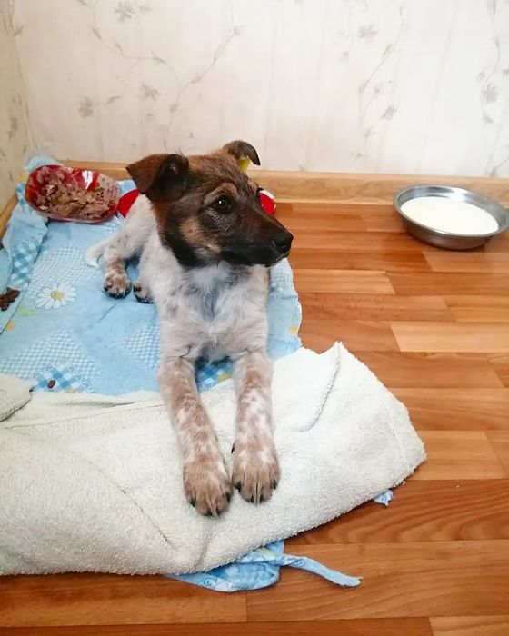 Віддам стерилізовану собачку