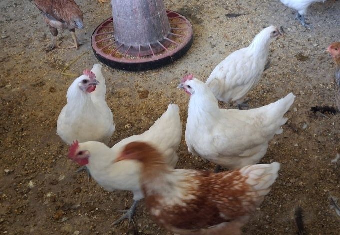 Vendo casais de La Bresse Gauloise