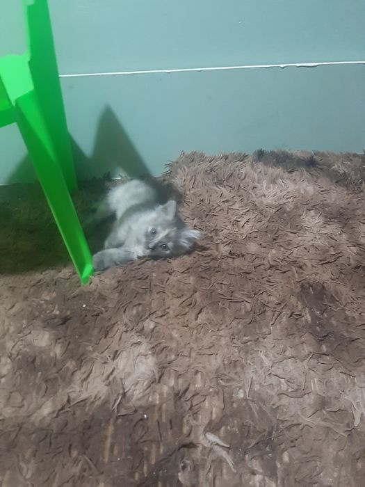 Віддам в хороші руки