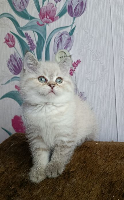 Шотландский котенок ищет семью