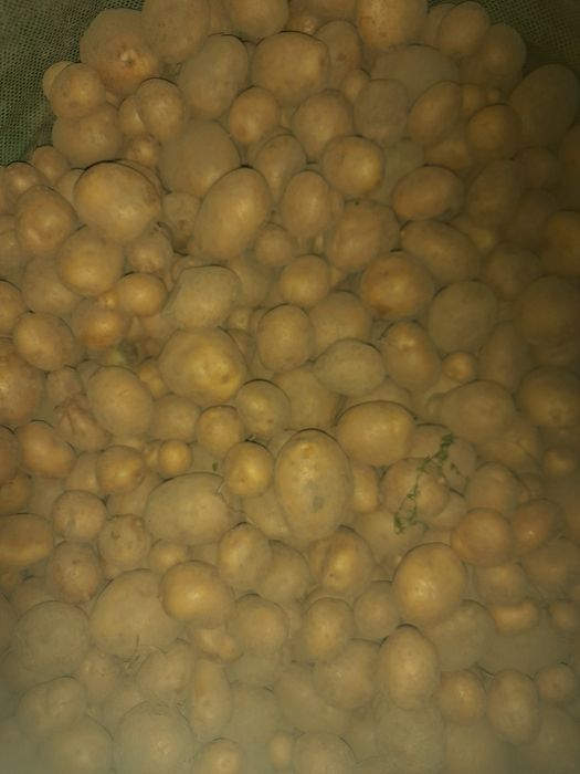 Ziemniaki paszowe. 0.30 groszy kilo