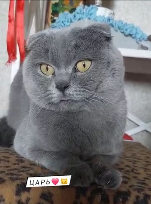 Шотландський  котик  для злучки