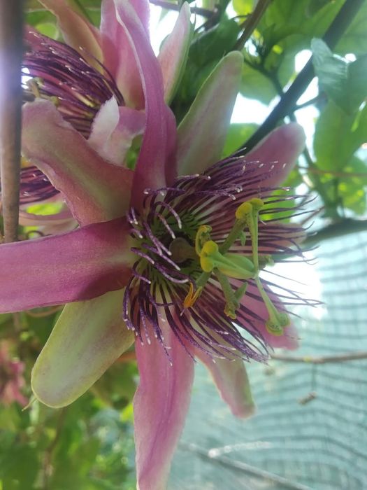 Plantas de Maracujá Azul « Passiflora » Híbrido .