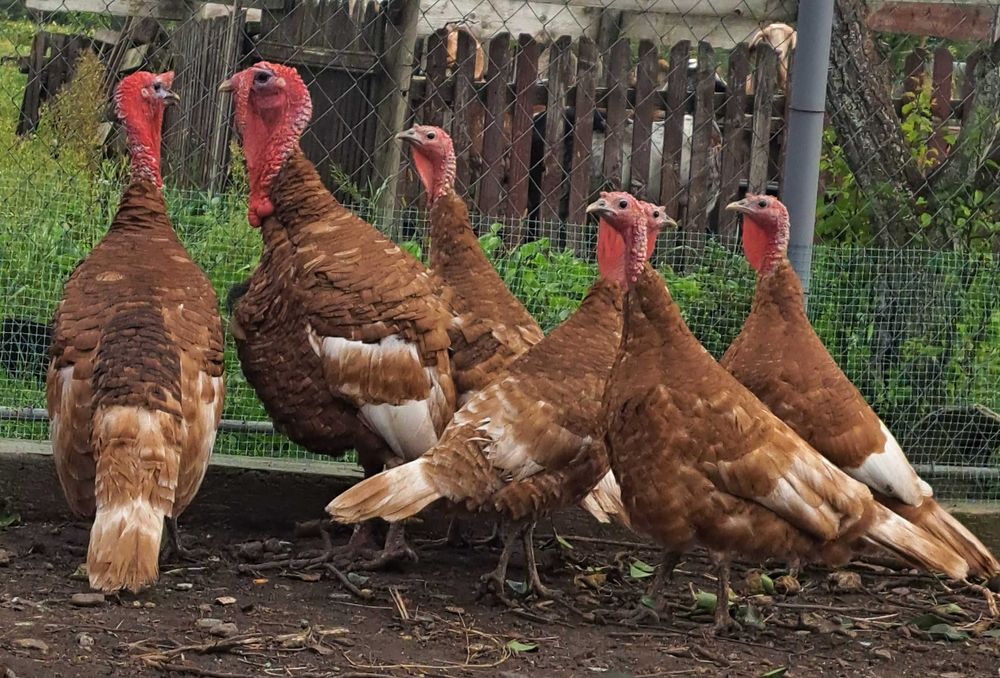 Сім'я індиків - червоний бурбон.