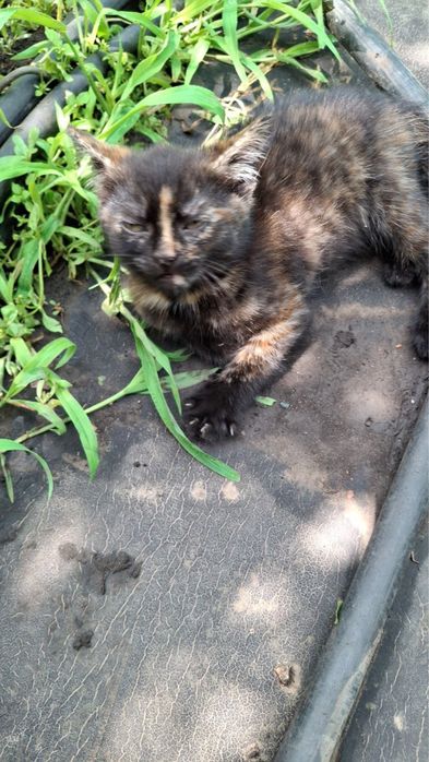 Кошенята від шотландської висловухої кішки