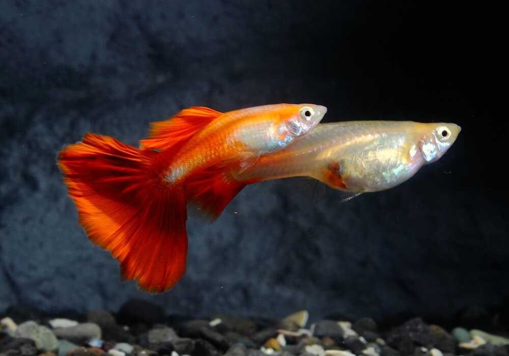 Гупі панда, червона, ендлера японська блакитна, креветки неокарідіни