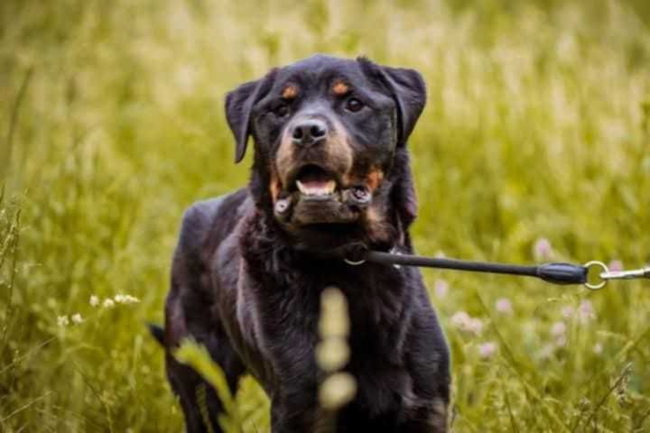 Rottweiler do adopcji