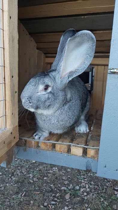 Кролики Європейська Шиншила самці 2,3 місяців ціна 1500гр