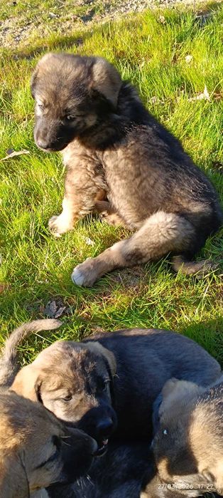 Cão da Serra da Estrela