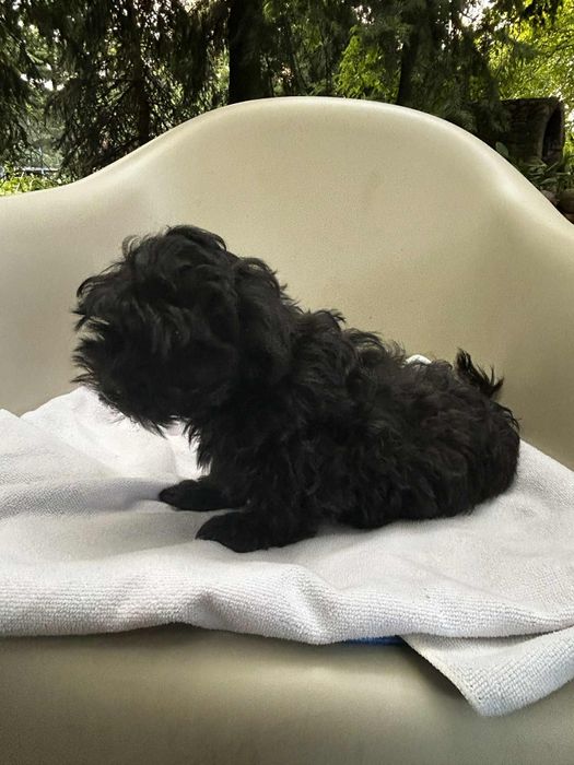 Hetman piesek rasy Rosyjska Bolonka Kolorowa