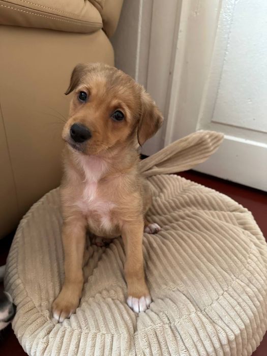 Дівчинка шукає родину