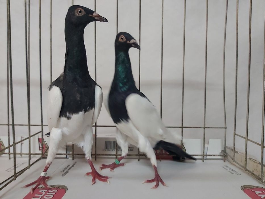 Gołębie Murzyny Polskie