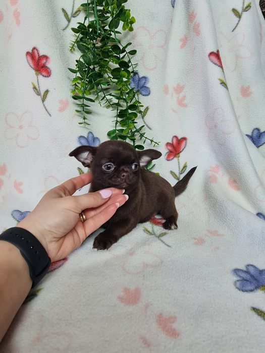 Excelente menina mini chihuahua/chiuaua linhagem Russa.Qualidd