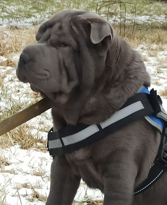 Мне 4 месяца я Шар-пей