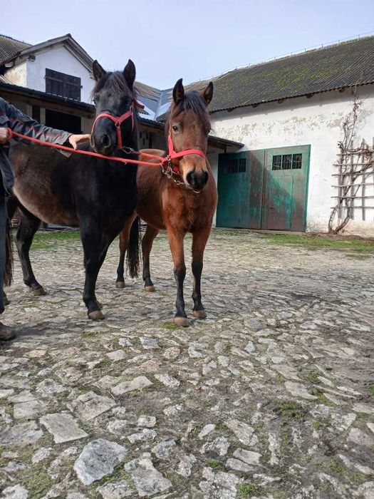 Sprzedam dwie klacze huculskie