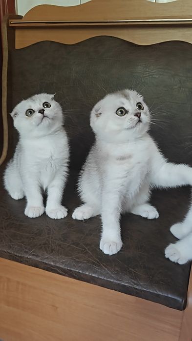 Вислоухие девочка и мальчик