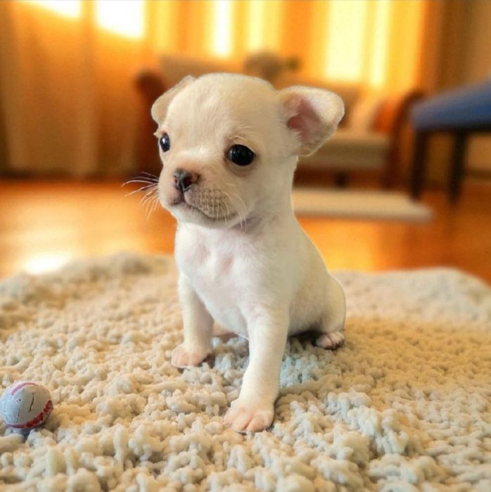 Таємна пігулка від смутку