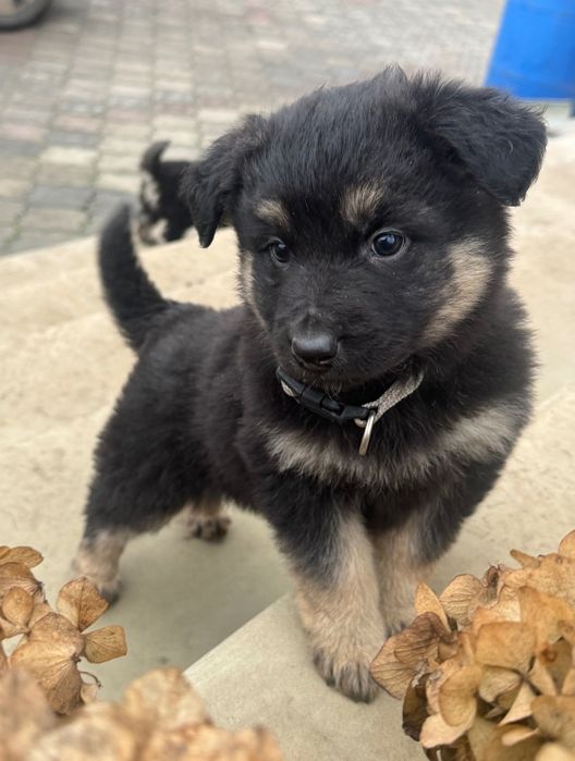 Цуценята в добрі руки