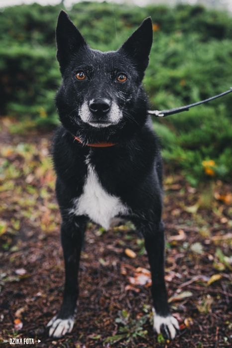 Fanta szuka kochającego domu