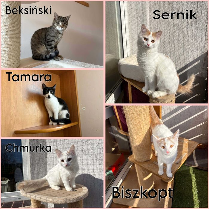 Młode kociaki czekają na domy