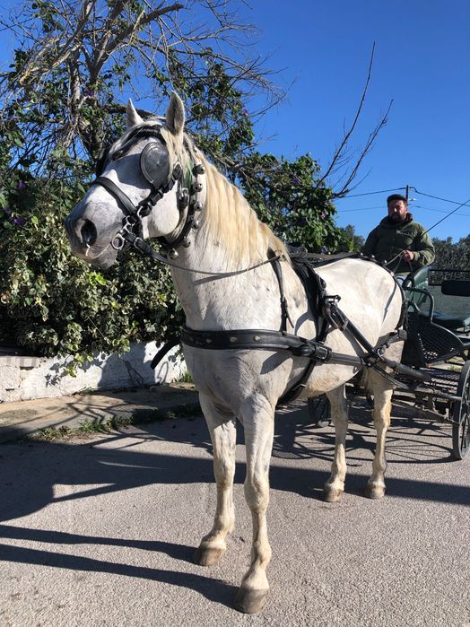 Vendo ou troco cavalo cruzada lusitano