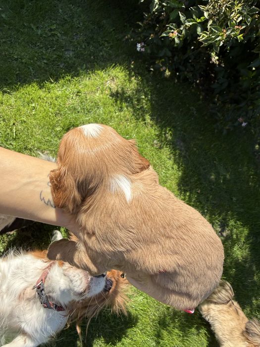 Cavalier king spaniel ruby