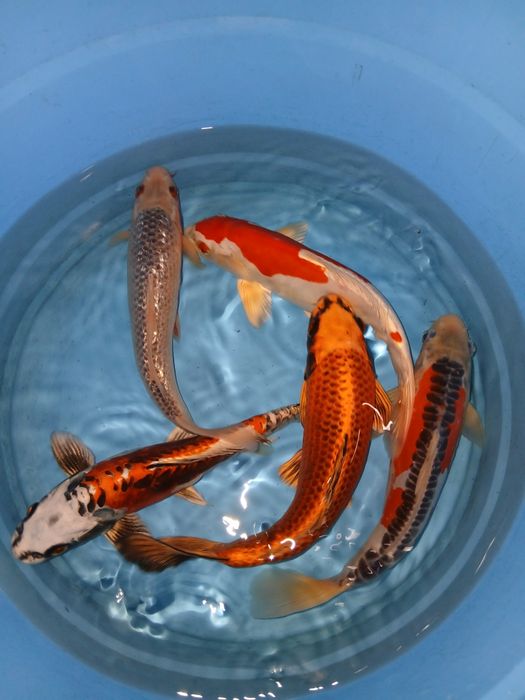 Carpas koi selecção premium