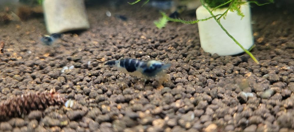 Krewetki dragon blood