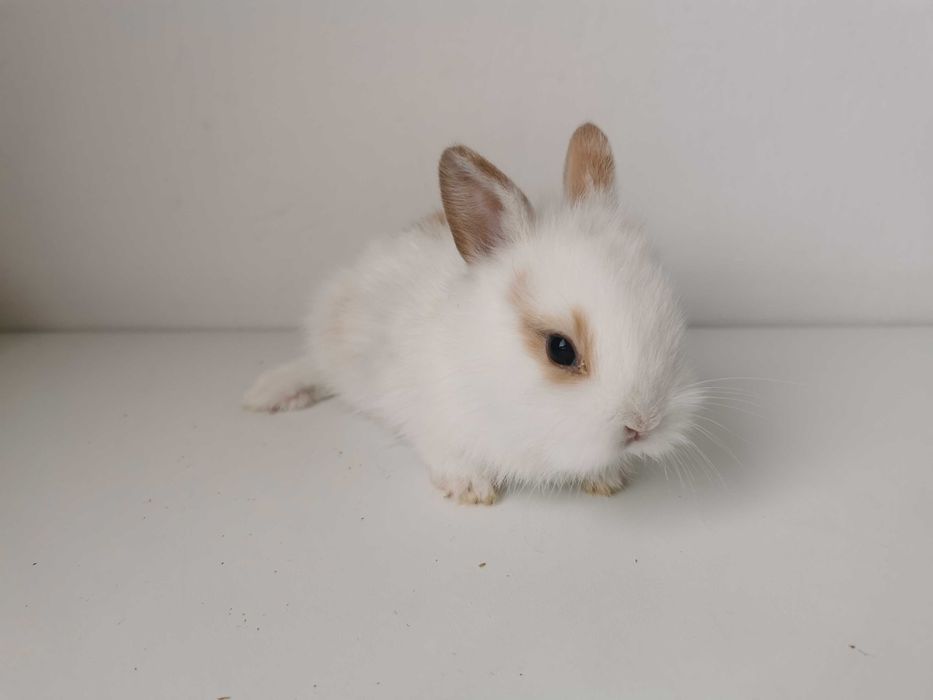 KIT, Coelhos anões mini hôlandes e mini toy desparasitados e vacinados