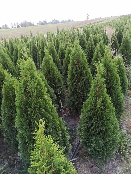 Tuje tuja szmaragd 100-160 gęste z gruntu