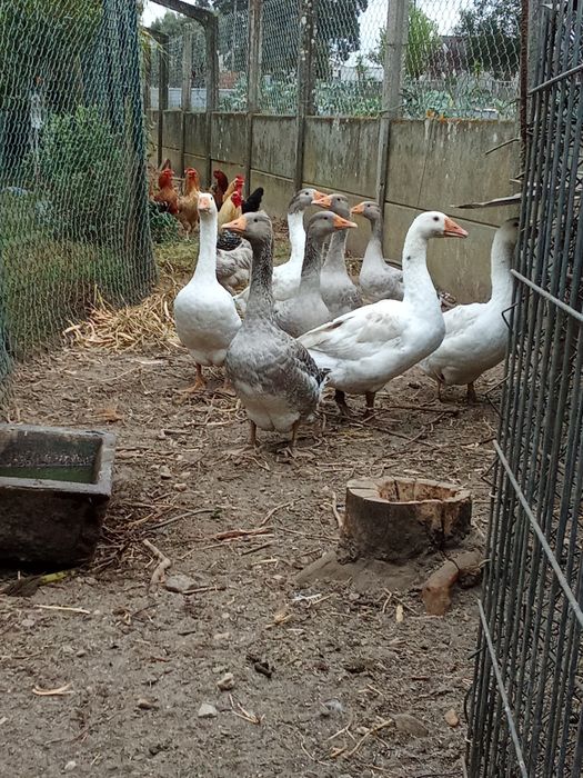 Ovos galados várias raças  galinhas  criadas ao ar livre 1 € a unidade